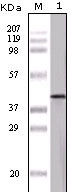 1 - OVA Antibody AO1076a