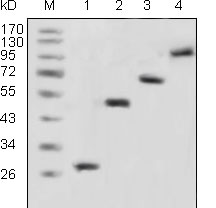 1 - GFP Antibody AO1117a