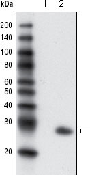 1 - GFP Antibody AO1117a