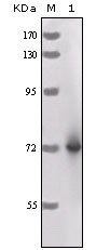 1 - HRP Antibody AO1135a