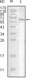 1 - Influenza A virus Nucleoprotein Antibody AO1142a