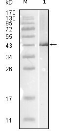1 - Influenza B virus Nucleoprotein Antibody AO1143a