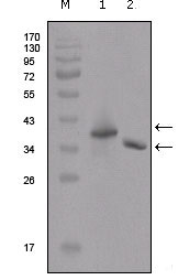 1 - Flag Antibody AO1168a