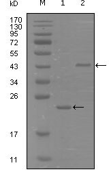 1 - EphA8 Antibody AO1217a