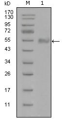 1 - SYT1 Antibody AO1235a