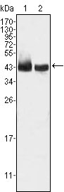 1 - KLF15 Antibody AO1260a