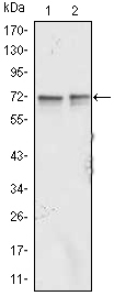 1 - CD37 Antibody AO1261a