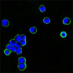 3 - human IgG(Fc Specific) Antibody AO1267a