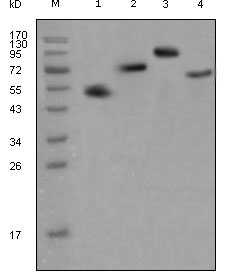 1 - human IgG(Fc Specific) Antibody AO1267a