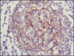 2 - PROZ Antibody AO1302a