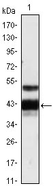 1 - PROZ Antibody AO1302a