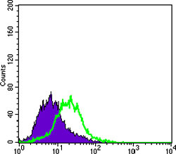 4 - KRT15 Antibody AO1335a