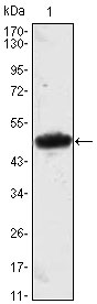 1 - MESP1 Antibody AO1407a