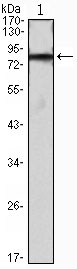 1 - IHOG Antibody AO1410a