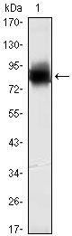 1 - KLHL21 Antibody AO1416a
