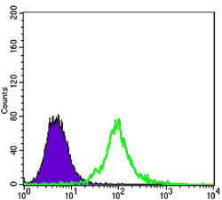 4 - KLHL13 Antibody AO1420a