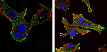 3 - KLHL13 Antibody AO1420a