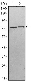 1 - KLHL13 Antibody AO1420a