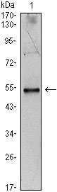 1 - IL34 Antibody AO1424a