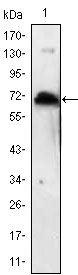 1 - KLHL1 Antibody AO1462a