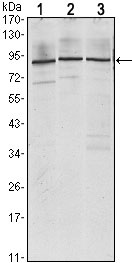 1 - IGF2BP3 Antibody AO1481a