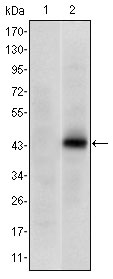 1 - PAX4 Antibody AO1507a
