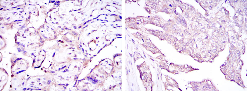 2 - E7 Antibody AO1531a