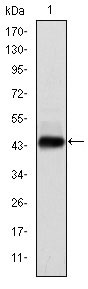 1 - E7 Antibody AO1531a