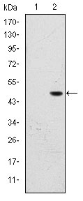 1 - BPTF Antibody AO1553a