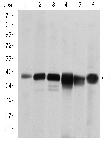 1 - SMN1 Antibody AO1572a