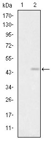 1 - GRIA3 Antibody AO1583a