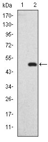 1 - GKAP Antibody AO1588a