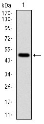 1 - TUBA8 Antibody AO1651a