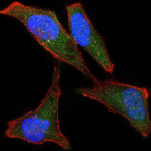 3 - LPlunc1 Antibody AO1652a