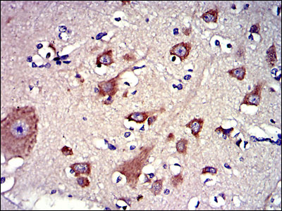 2 - LPlunc1 Antibody AO1652a
