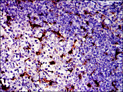 2 - LPlunc1 Antibody AO1652a