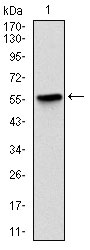 1 - LPlunc1 Antibody AO1652a