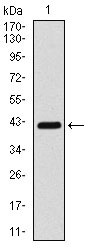 1 - COTL1 Antibody AO1672a