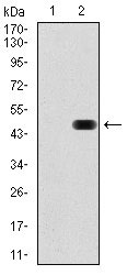 1 - RAP1A Antibody AO1704a