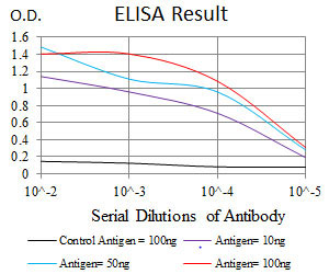 10 - RAP1A Antibody AO1705a