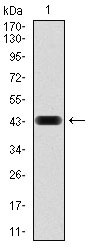 1 - RAP1A Antibody AO1705a