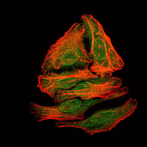 3 - mouse Splunc2 Antibody AO1709a