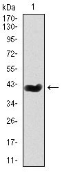 1 - mouse Splunc2 Antibody AO1709a