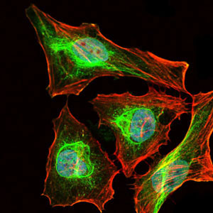 3 - mouse Lplunc1 Antibody AO1714a