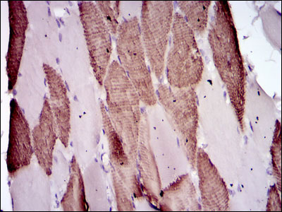 2 - mouse Lplunc1 Antibody AO1714a