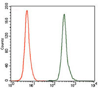4 - NR6A1 Antibody AO1742a