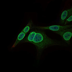 3 - NR6A1 Antibody AO1742a