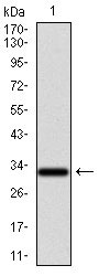 1 - NR6A1 Antibody AO1742a