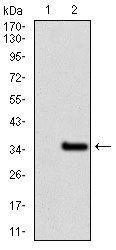 1 - NR6A1 Antibody AO1742a