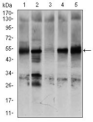 1 - NR6A1 Antibody AO1742a
